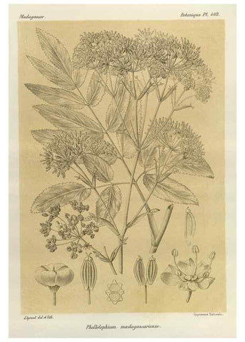 Reproducción/Reproduction 49786419797: Histoire physique, naturelle, et politique de Madagascar. Paris :Impr. nationale,1885-. 