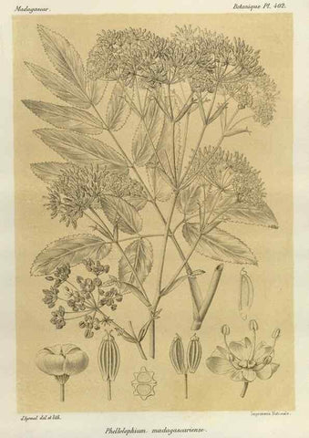 Reproducción/Reproduction 49786419797: Histoire physique, naturelle, et politique de Madagascar. Paris :Impr. nationale,1885-. 
