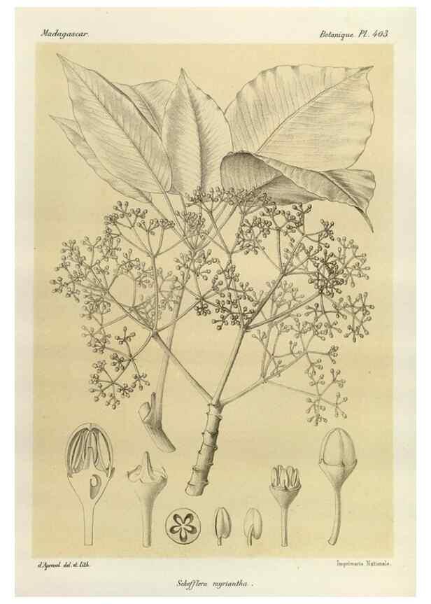 Reproducción/Reproduction 49785561503: Histoire physique, naturelle, et politique de Madagascar. Paris :Impr. nationale,1885-. 