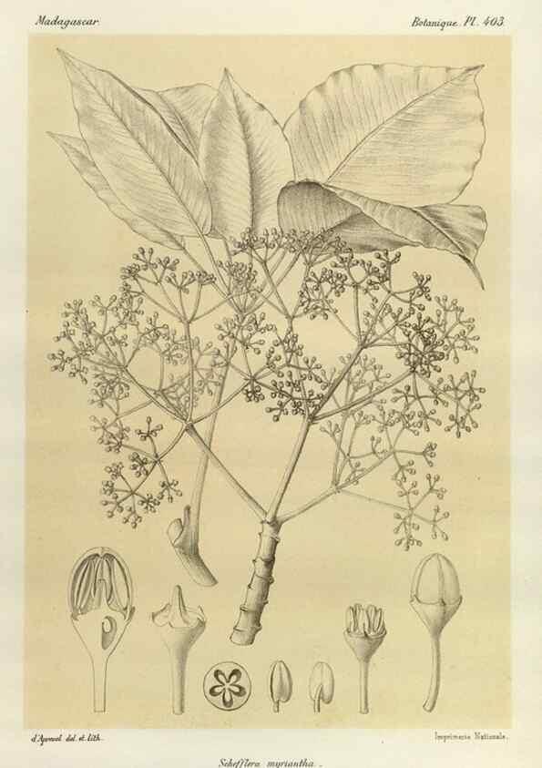Reproducción/Reproduction 49785561503: Histoire physique, naturelle, et politique de Madagascar. Paris :Impr. nationale,1885-. 