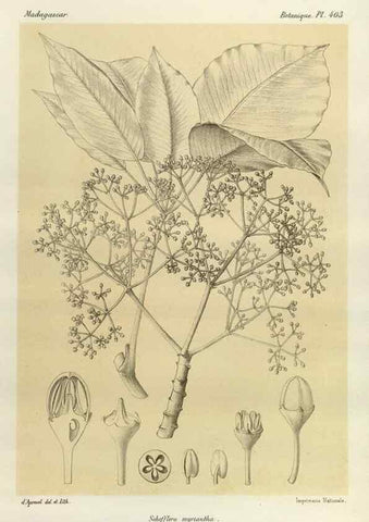 Reproducción/Reproduction 49785561503: Histoire physique, naturelle, et politique de Madagascar. Paris :Impr. nationale,1885-. 