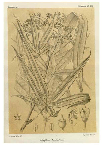 Reproducción/Reproduction 49786101256: Histoire physique, naturelle, et politique de Madagascar. Paris :Impr. nationale,1885-. 