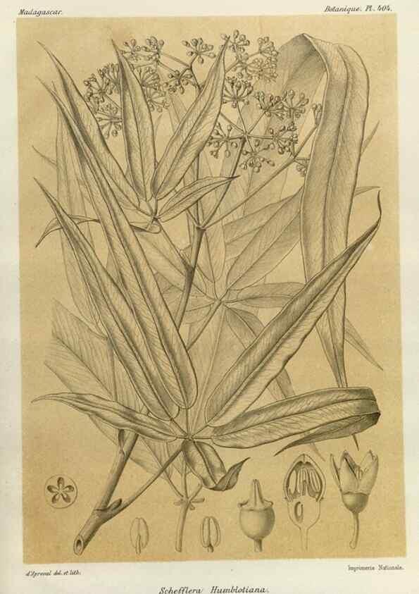 Reproducción/Reproduction 49786101256: Histoire physique, naturelle, et politique de Madagascar. Paris :Impr. nationale,1885-. 
