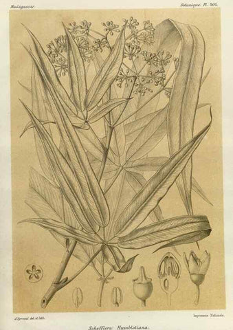 Reproducción/Reproduction 49786101256: Histoire physique, naturelle, et politique de Madagascar. Paris :Impr. nationale,1885-. 