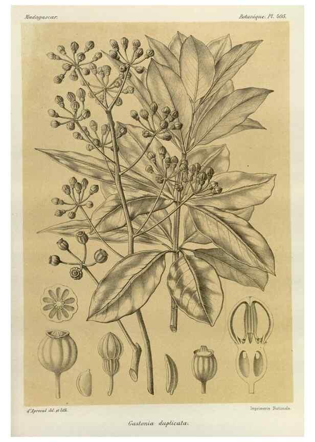 Reproducción/Reproduction 49785562273: Histoire physique, naturelle, et politique de Madagascar. Paris :Impr. nationale,1885-. 