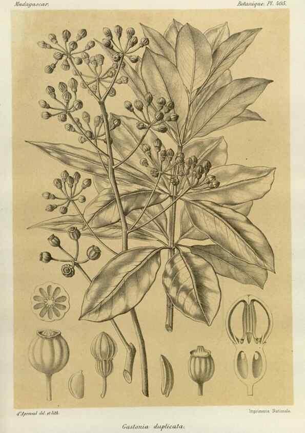 Reproducción/Reproduction 49785562273: Histoire physique, naturelle, et politique de Madagascar. Paris :Impr. nationale,1885-. 