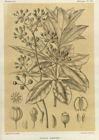 Reproducción/Reproduction 49785562273: Histoire physique, naturelle, et politique de Madagascar. Paris :Impr. nationale,1885-. 