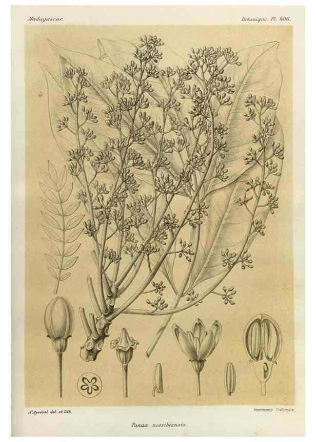 Reproducción/Reproduction 49785562538: Histoire physique, naturelle, et politique de Madagascar. Paris :Impr. nationale,1885-. 