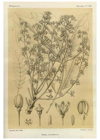 Reproducción/Reproduction 49785562538: Histoire physique, naturelle, et politique de Madagascar. Paris :Impr. nationale,1885-. 