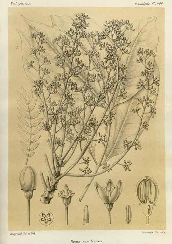 Reproducción/Reproduction 49785562538: Histoire physique, naturelle, et politique de Madagascar. Paris :Impr. nationale,1885-. 