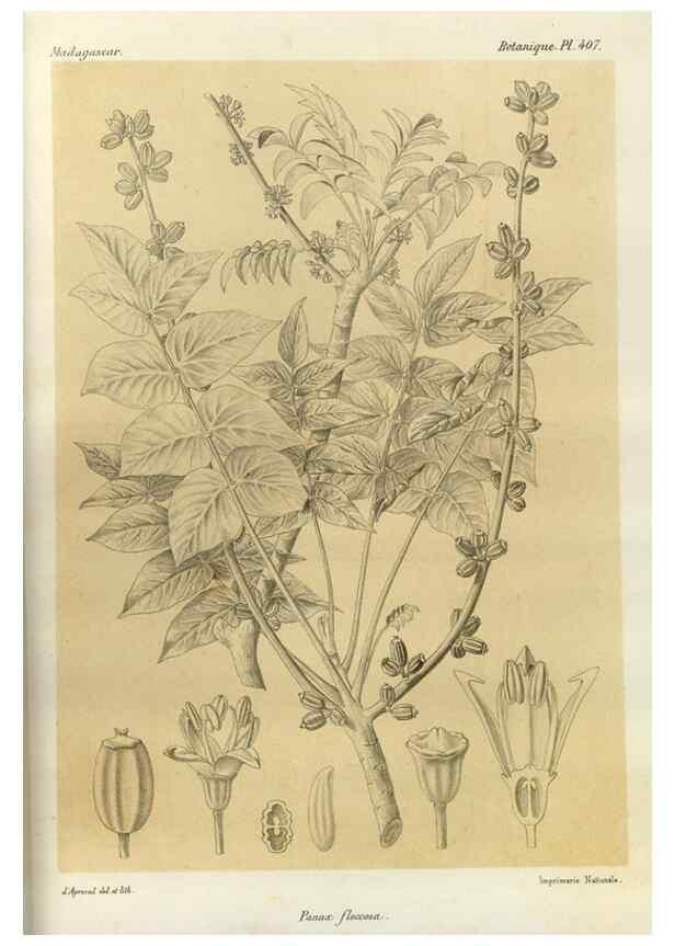 Reproducción/Reproduction 49785562813: Histoire physique, naturelle, et politique de Madagascar. Paris :Impr. nationale,1885-. 