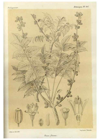 Reproducción/Reproduction 49785562813: Histoire physique, naturelle, et politique de Madagascar. Paris :Impr. nationale,1885-. 