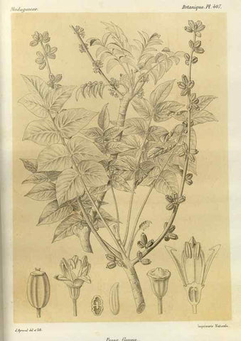 Reproducción/Reproduction 49785562813: Histoire physique, naturelle, et politique de Madagascar. Paris :Impr. nationale,1885-. 