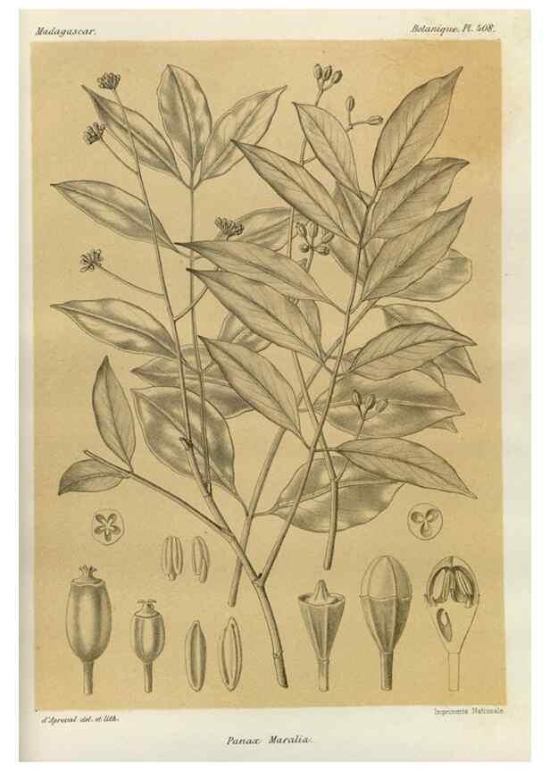 Reproducción/Reproduction 49786421732: Histoire physique, naturelle, et politique de Madagascar. Paris :Impr. nationale,1885-. 