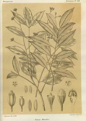Reproducción/Reproduction 49786421732: Histoire physique, naturelle, et politique de Madagascar. Paris :Impr. nationale,1885-. 