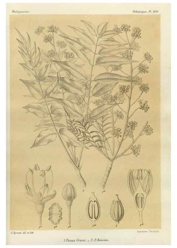 Reproducción/Reproduction 49786421987: Histoire physique, naturelle, et politique de Madagascar. Paris :Impr. nationale,1885-. 