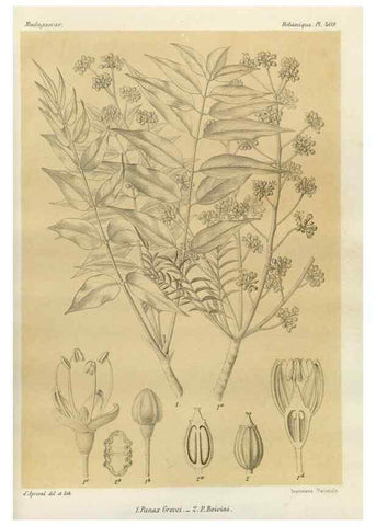 Reproducción/Reproduction 49786421987: Histoire physique, naturelle, et politique de Madagascar. Paris :Impr. nationale,1885-. 
