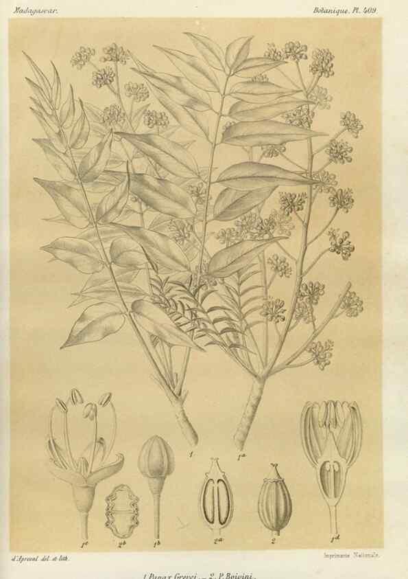Reproducción/Reproduction 49786421987: Histoire physique, naturelle, et politique de Madagascar. Paris :Impr. nationale,1885-. 