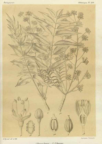 Reproducción/Reproduction 49786421987: Histoire physique, naturelle, et politique de Madagascar. Paris :Impr. nationale,1885-. 