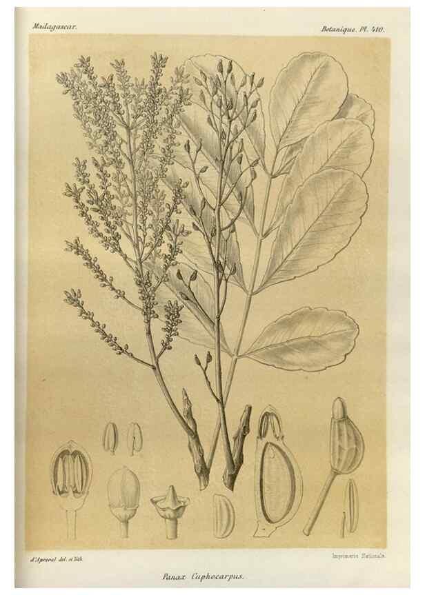 Reproducción/Reproduction 49786422242: Histoire physique, naturelle, et politique de Madagascar. Paris :Impr. nationale,1885-. 