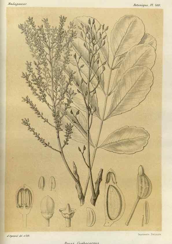 Reproducción/Reproduction 49786422242: Histoire physique, naturelle, et politique de Madagascar. Paris :Impr. nationale,1885-. 