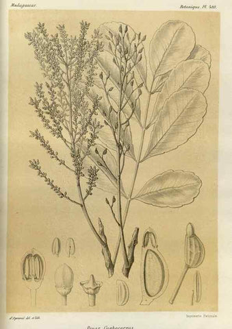 Reproducción/Reproduction 49786422242: Histoire physique, naturelle, et politique de Madagascar. Paris :Impr. nationale,1885-. 