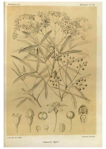 Reproducción/Reproduction 49786422462: Histoire physique, naturelle, et politique de Madagascar. Paris :Impr. nationale,1885-. 