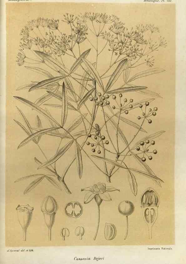 Reproducción/Reproduction 49786422462: Histoire physique, naturelle, et politique de Madagascar. Paris :Impr. nationale,1885-. 