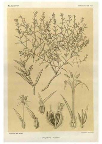 Reproducción/Reproduction 49785563878: Histoire physique, naturelle, et politique de Madagascar. Paris :Impr. nationale,1885-. 