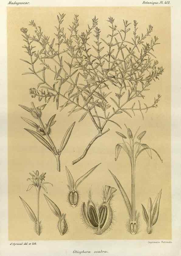 Reproducción/Reproduction 49785563878: Histoire physique, naturelle, et politique de Madagascar. Paris :Impr. nationale,1885-. 