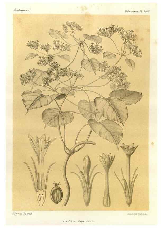 Reproducción/Reproduction 49785564128: Histoire physique, naturelle, et politique de Madagascar. Paris :Impr. nationale,1885-. 