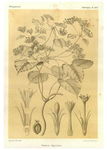 Reproducción/Reproduction 49785564128: Histoire physique, naturelle, et politique de Madagascar. Paris :Impr. nationale,1885-. 