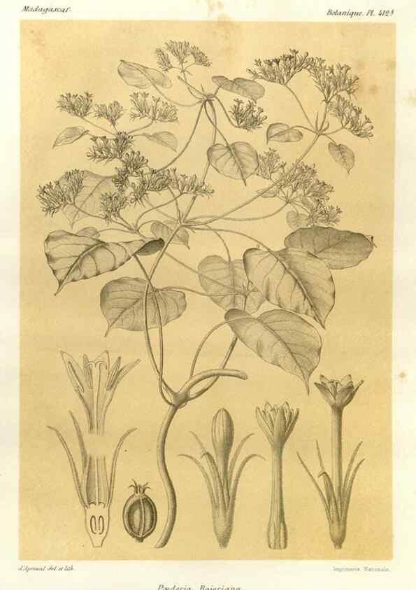 Reproducción/Reproduction 49785564128: Histoire physique, naturelle, et politique de Madagascar. Paris :Impr. nationale,1885-. 