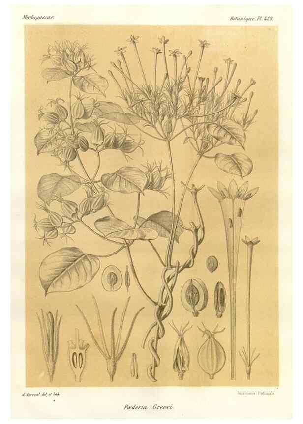 Reproducción/Reproduction 49786423137: Histoire physique, naturelle, et politique de Madagascar. Paris :Impr. nationale,1885-. 