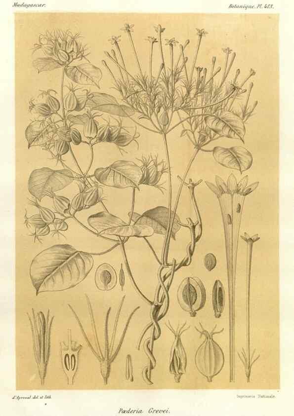 Reproducción/Reproduction 49786423137: Histoire physique, naturelle, et politique de Madagascar. Paris :Impr. nationale,1885-. 
