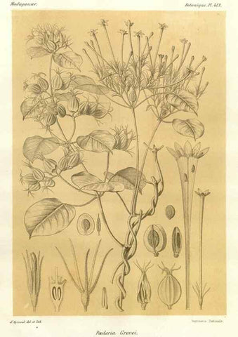 Reproducción/Reproduction 49786423137: Histoire physique, naturelle, et politique de Madagascar. Paris :Impr. nationale,1885-. 