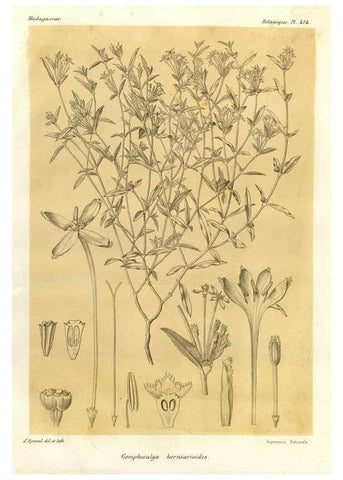 Reproducción/Reproduction 49786423312: Histoire physique, naturelle, et politique de Madagascar. Paris :Impr. nationale,1885-. 
