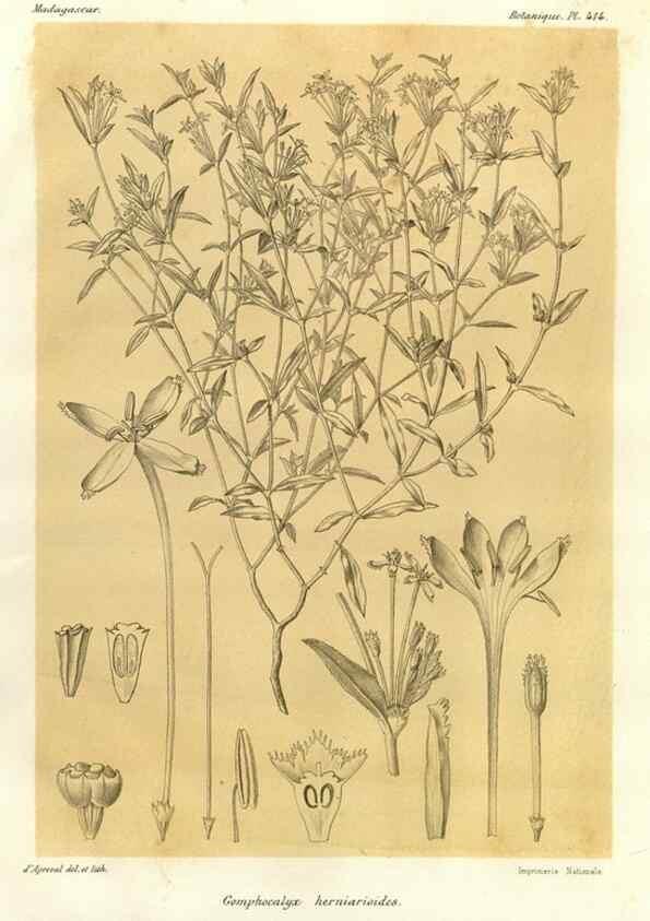 Reproducción/Reproduction 49786423312: Histoire physique, naturelle, et politique de Madagascar. Paris :Impr. nationale,1885-. 