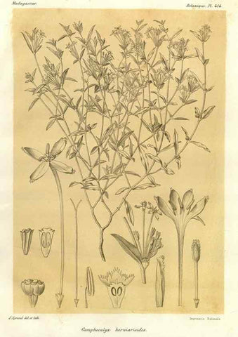 Reproducción/Reproduction 49786423312: Histoire physique, naturelle, et politique de Madagascar. Paris :Impr. nationale,1885-. 
