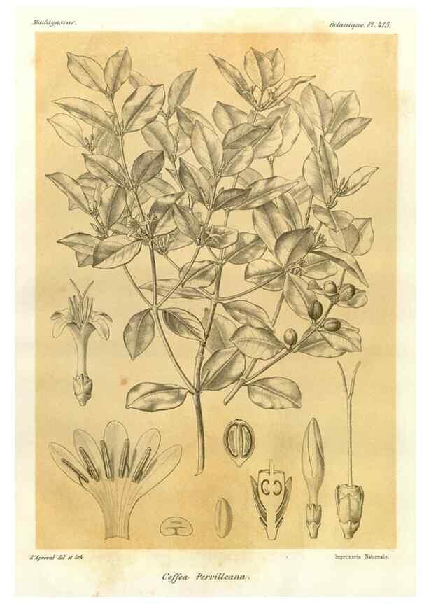 Reproducción/Reproduction 49786104421: Histoire physique, naturelle, et politique de Madagascar. Paris :Impr. nationale,1885-. 