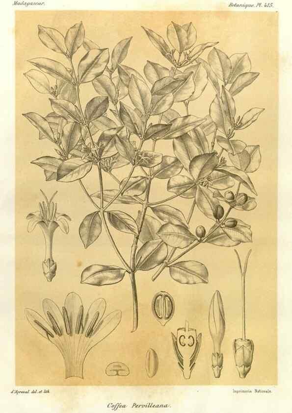 Reproducción/Reproduction 49786104421: Histoire physique, naturelle, et politique de Madagascar. Paris :Impr. nationale,1885-. 