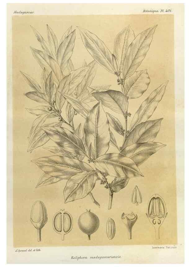Reproducción/Reproduction 49786100456: Histoire physique, naturelle, et politique de Madagascar. Paris :Impr. nationale,1885-. 