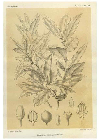 Reproducción/Reproduction 49786100456: Histoire physique, naturelle, et politique de Madagascar. Paris :Impr. nationale,1885-. 