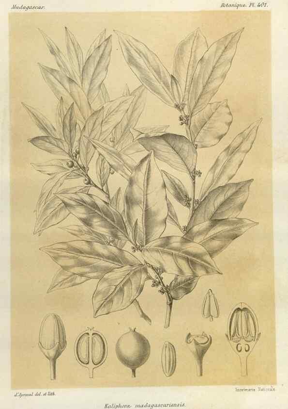 Reproducción/Reproduction 49786100456: Histoire physique, naturelle, et politique de Madagascar. Paris :Impr. nationale,1885-. 