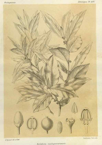 Reproducción/Reproduction 49786100456: Histoire physique, naturelle, et politique de Madagascar. Paris :Impr. nationale,1885-. 
