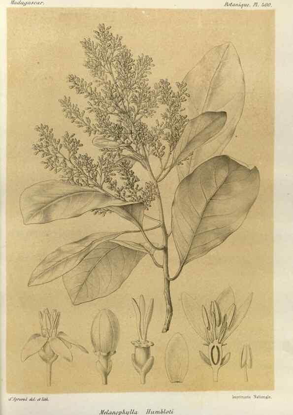 Reproducción/Reproduction 49786100081: Histoire physique, naturelle, et politique de Madagascar. Paris :Impr. nationale,1885-. 