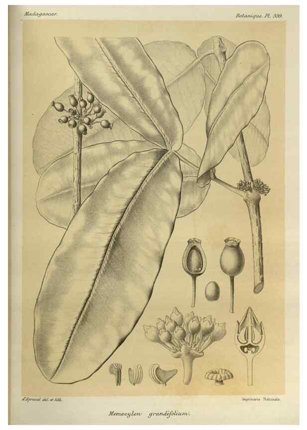 Reproducción/Reproduction 49785534663: Histoire physique, naturelle, et politique de Madagascar. Paris :Impr. nationale,1885-. 