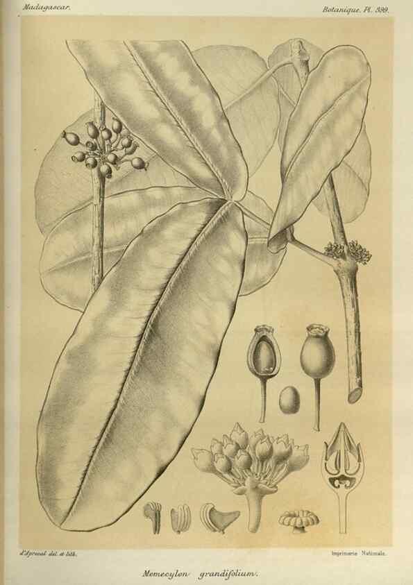 Reproducción/Reproduction 49785534663: Histoire physique, naturelle, et politique de Madagascar. Paris :Impr. nationale,1885-. 