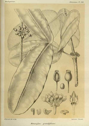 Reproducción/Reproduction 49785534663: Histoire physique, naturelle, et politique de Madagascar. Paris :Impr. nationale,1885-. 