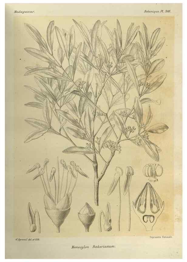 Reproducción/Reproduction 49786392452: Histoire physique, naturelle, et politique de Madagascar. Paris :Impr. nationale,1885-. 